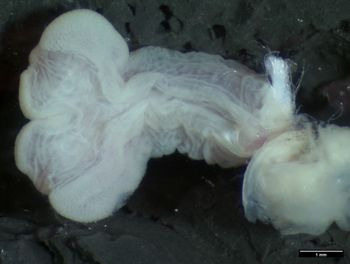 Media type: image;   Herpetology R-122388 Aspect: sulcate